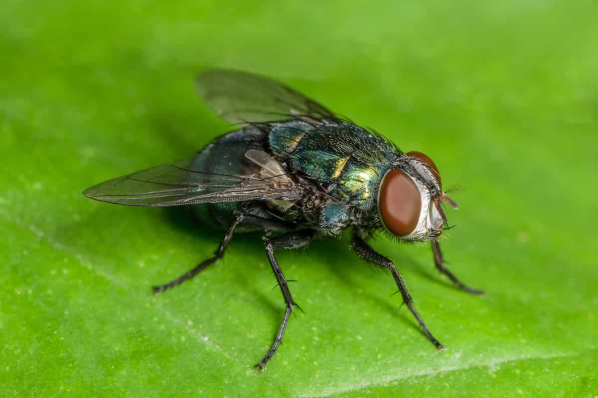 Mosche: perché girano intorno le persone