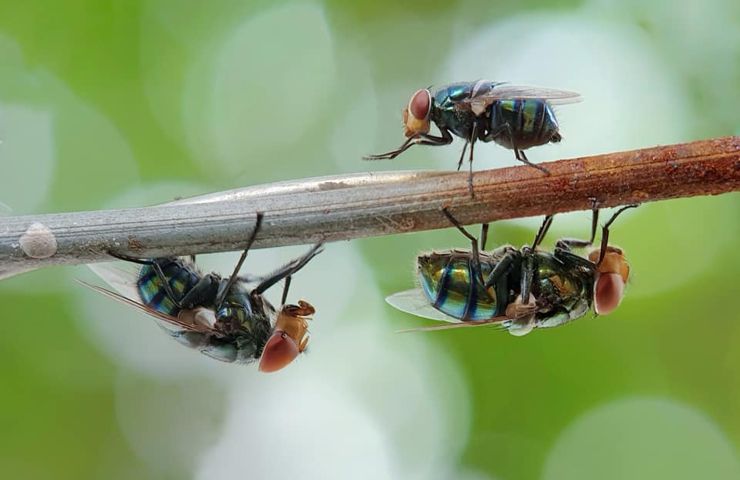 mosche formiche insetti perché camminano in verticale