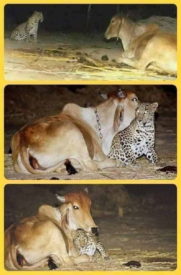 cucciolo di leopardo allattato dalla mucca incontro video