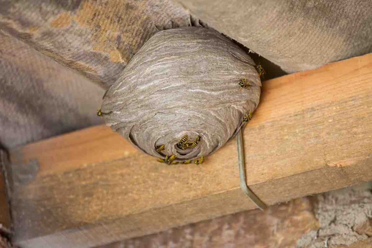 Nido di vespe: come riconoscerlo