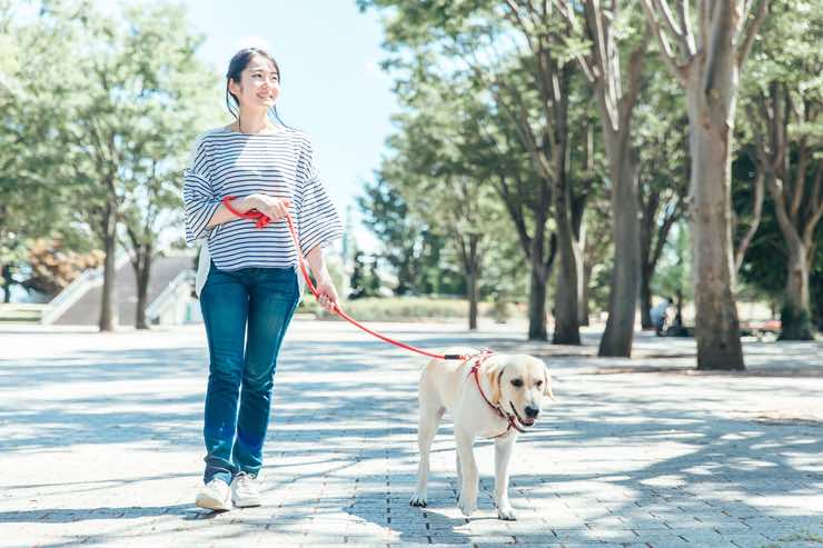 Cani: mai farli uscire in questa fascia oraria