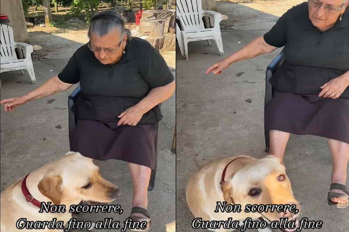 cane capisce cosa gli viene chiesto video