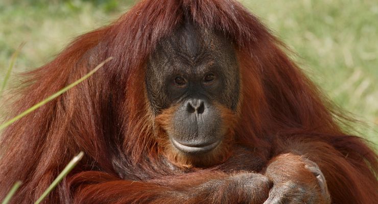 Orangotango aggredisce turista