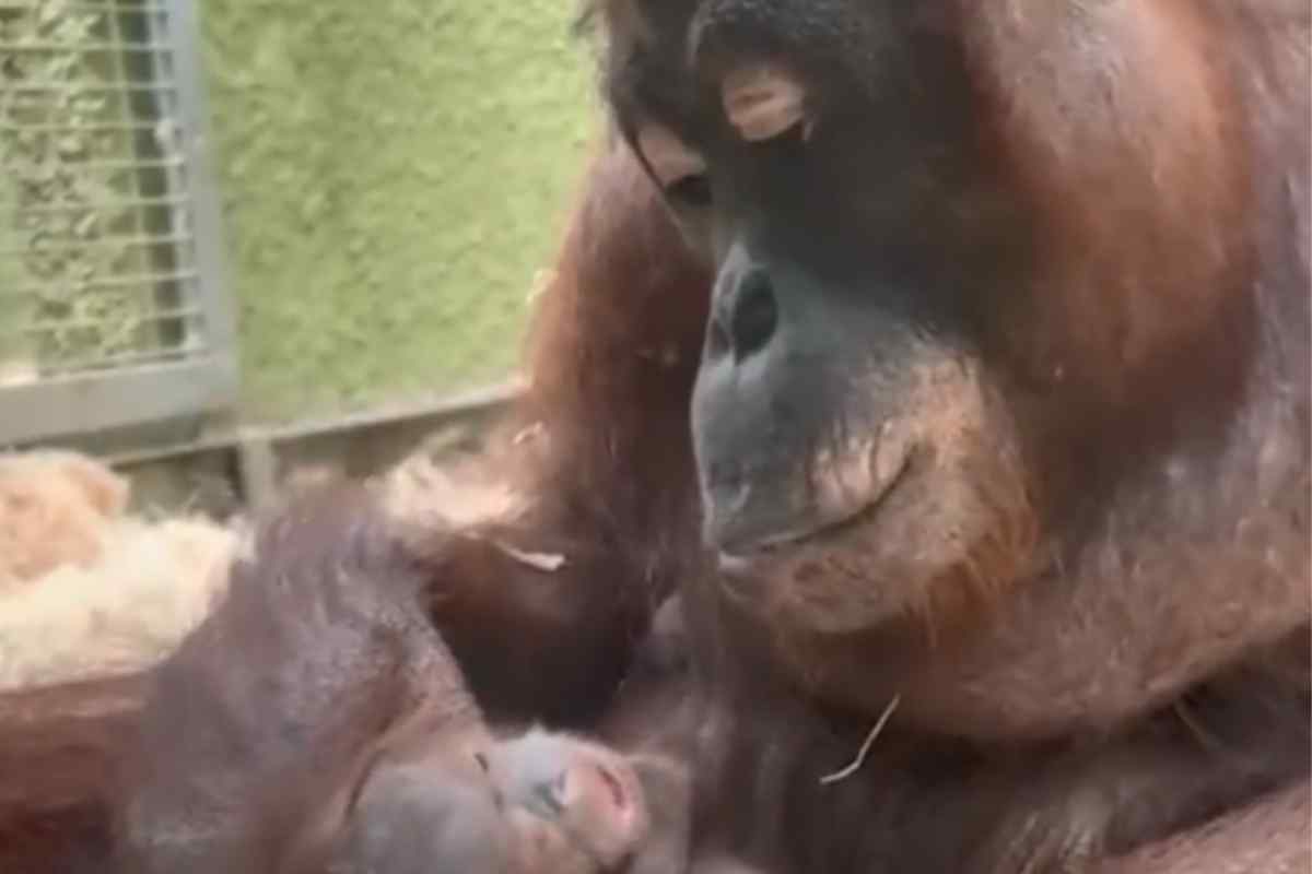 Orango tango gesto commovente mamma cucciolo