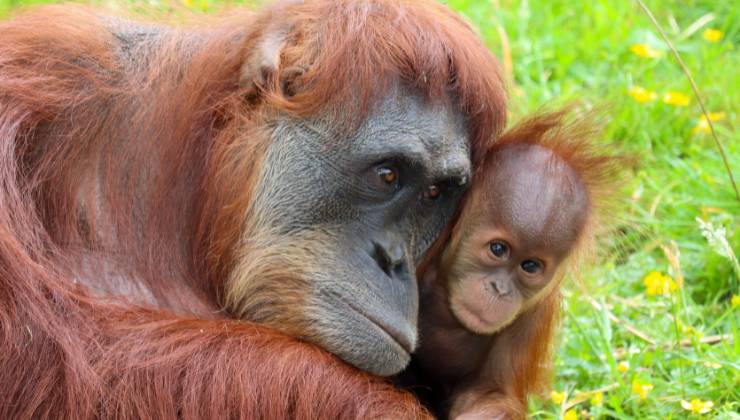 Orango tango gesto commovente mamma cucciolo