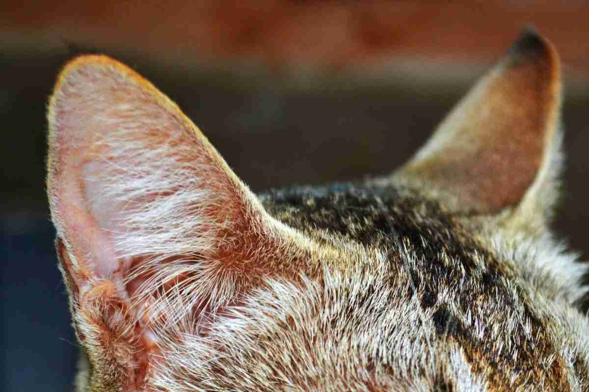 Anatomia orecchio felino