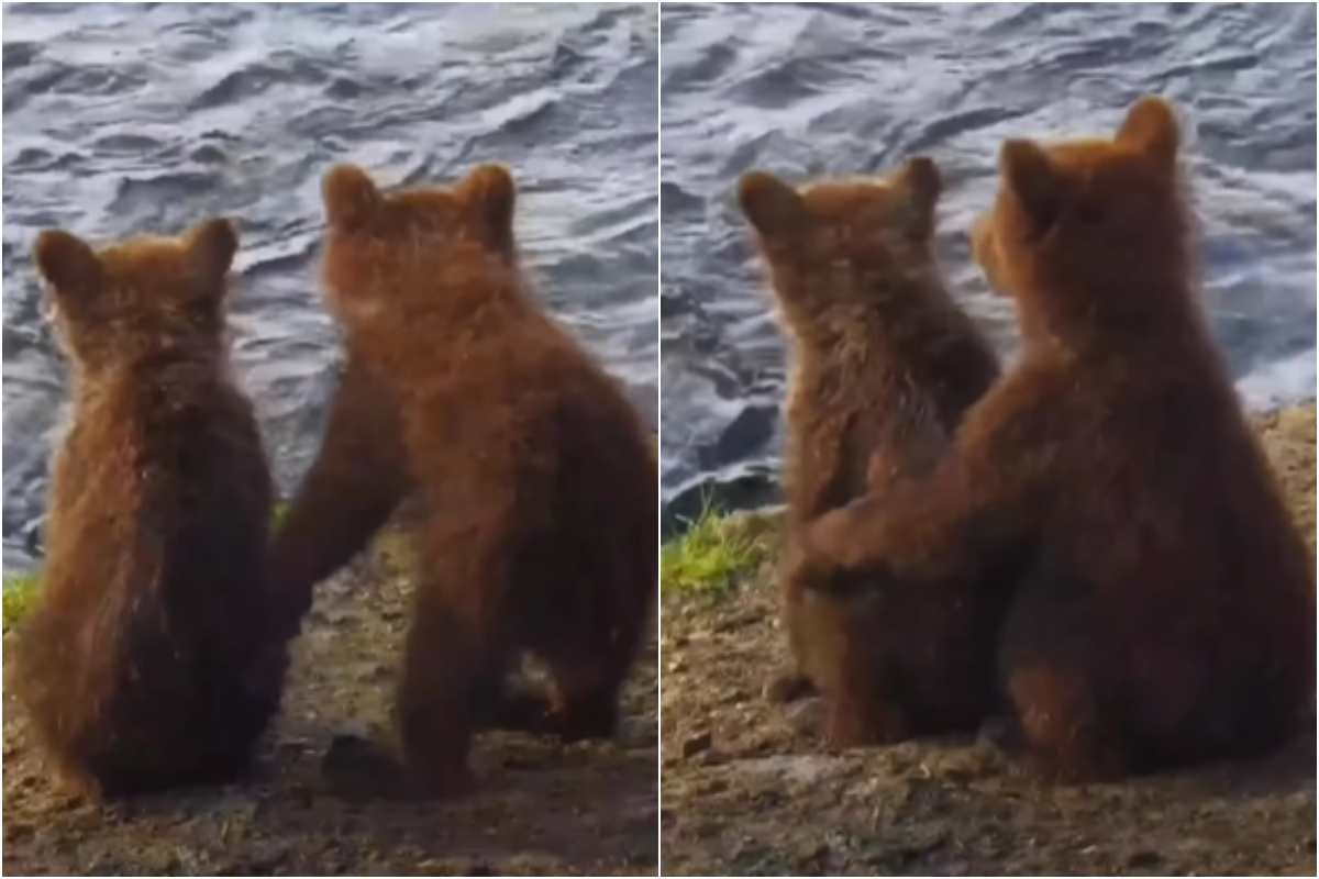 cuccioli orsi abbracciati natura video dolce