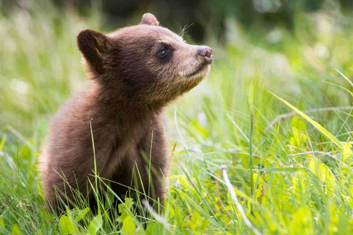 cucciolo d'orso giochi acqua video