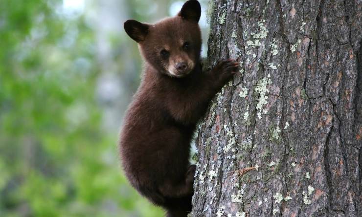 cucciolo di orso video divertenti dolci instagram