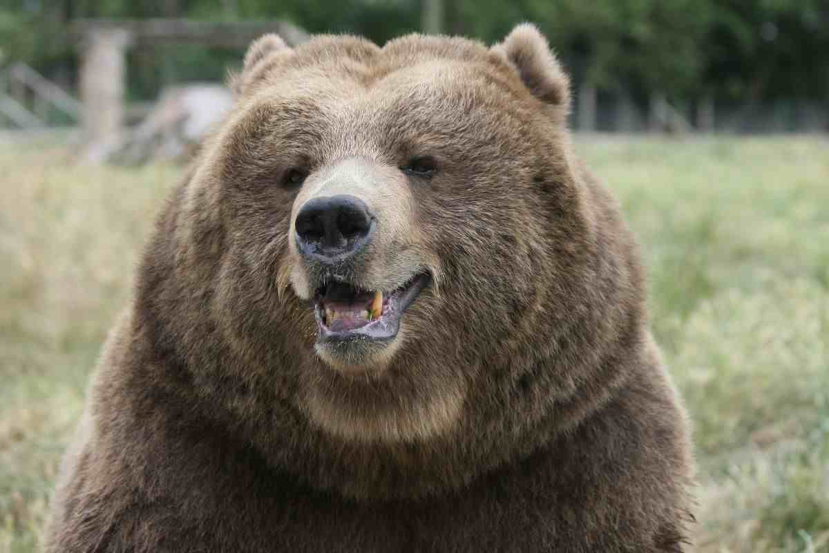 orso pericoloso per l'uomo
