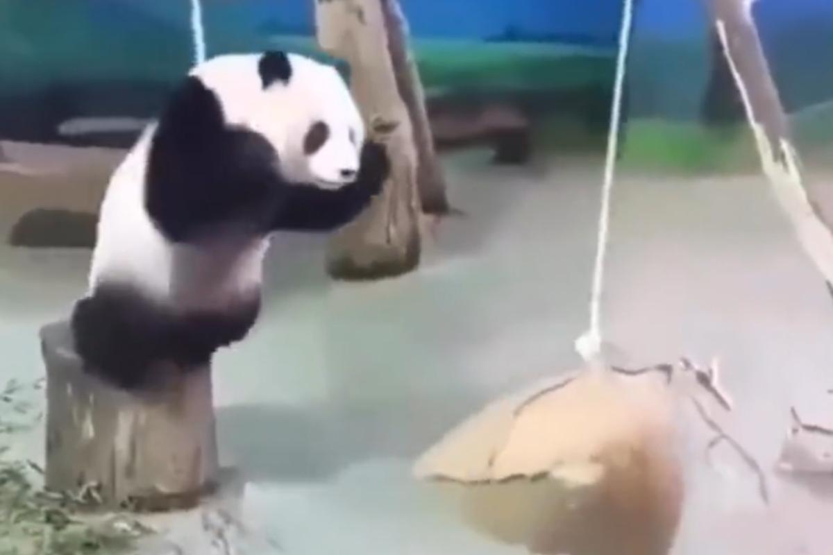 panda imita tarzan video esilarante