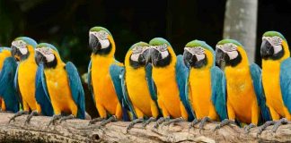 come capire se i pappagalli stanno bene e sono felici