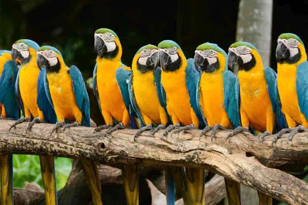 come capire se i pappagalli stanno bene e sono felici