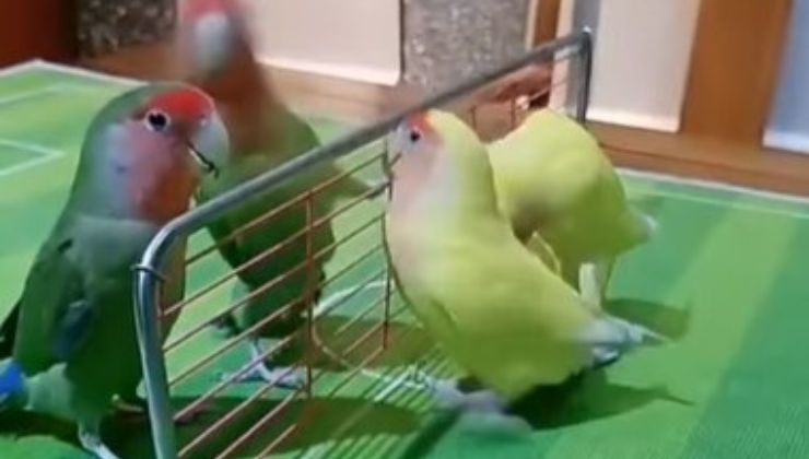 pappagalli giocano a basket