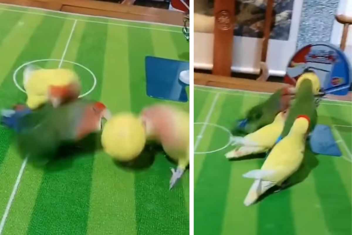 pappagalli giocano a basket video