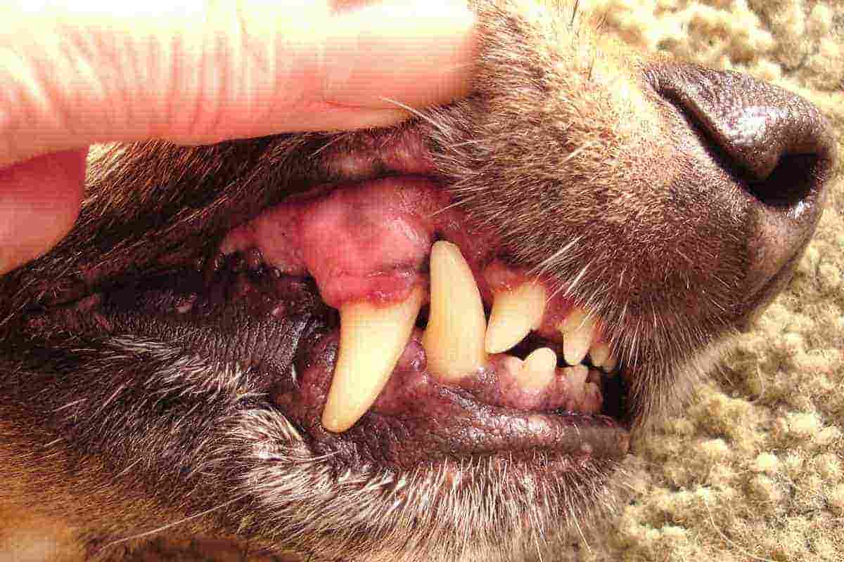 Parodontite denti cane