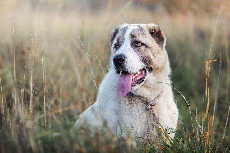 Cani: le tre razze da non prendere in casa