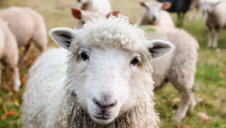 pecora animale a rischio