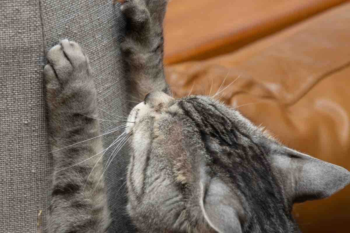 Gatti: perché graffiano il divano