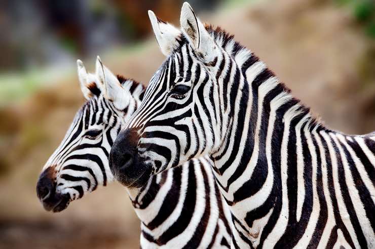 Zebre: il motivo per cui non si possono cavalcare