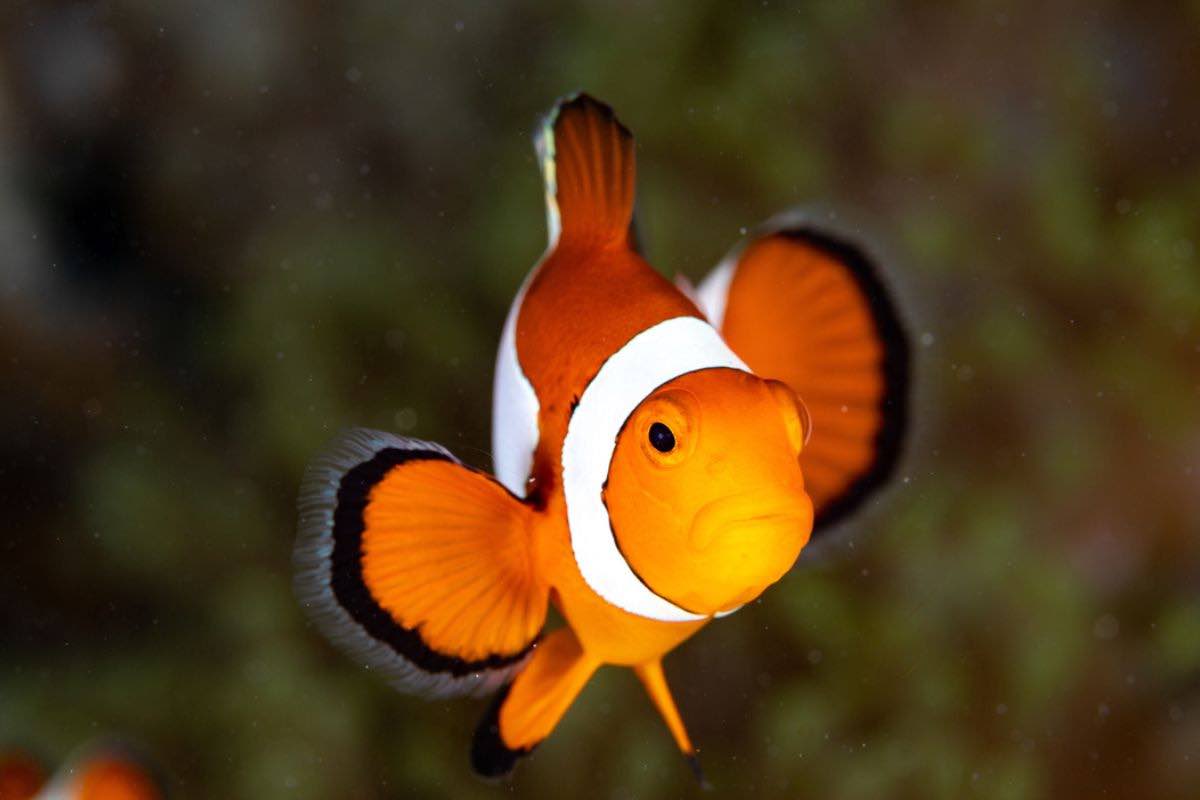 Pesce pagliaccio: si può allevare in acquario?