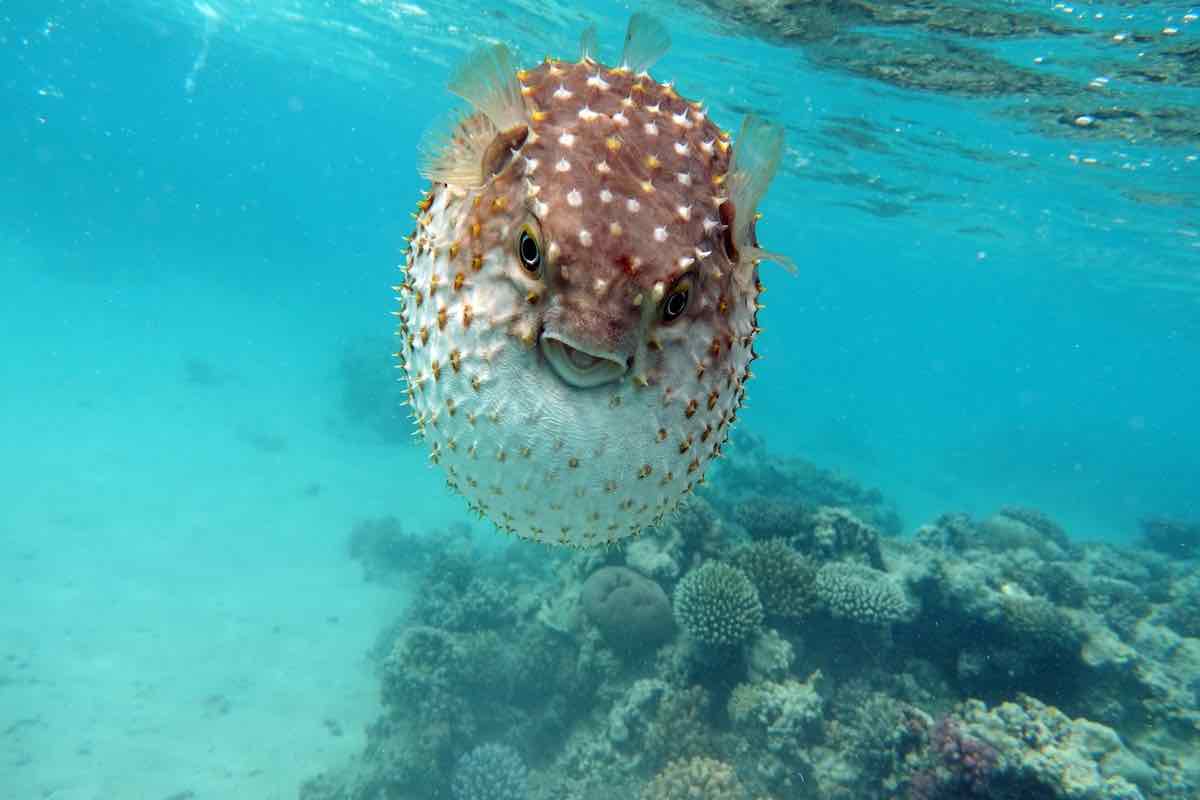 Il Pesce Palla Si Gonfia Come Un Palloncino C Un Motivo Che Non Il Pesce Palla Si Gonfia Come Un Palloncino C Un Motivo Che Non