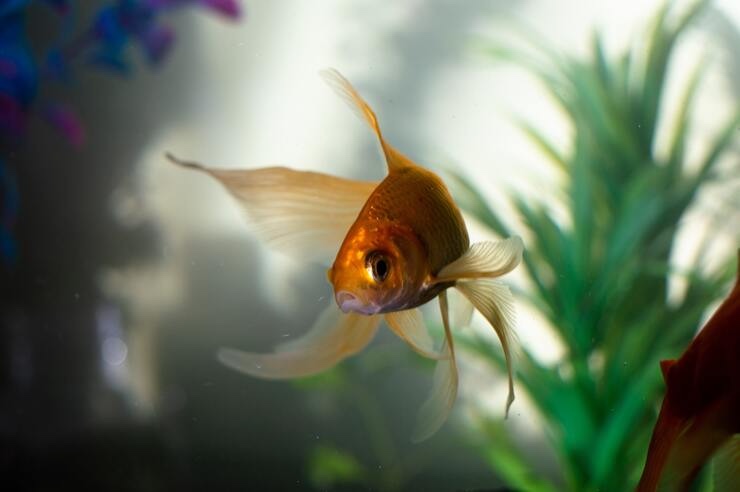 Pesci rossi: tutto quello che c'è da sapere sulla loro vista