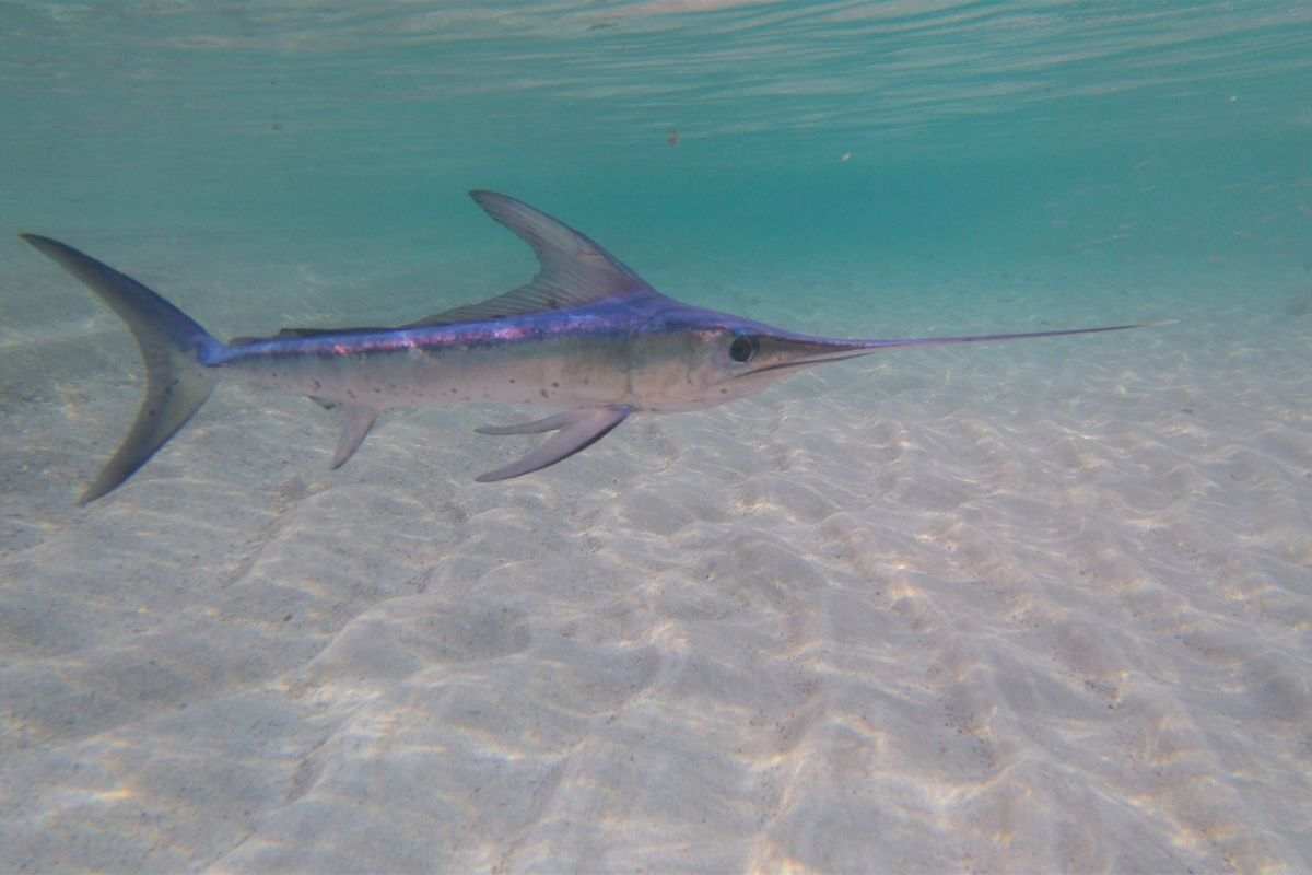 Pesce spada può fare danni