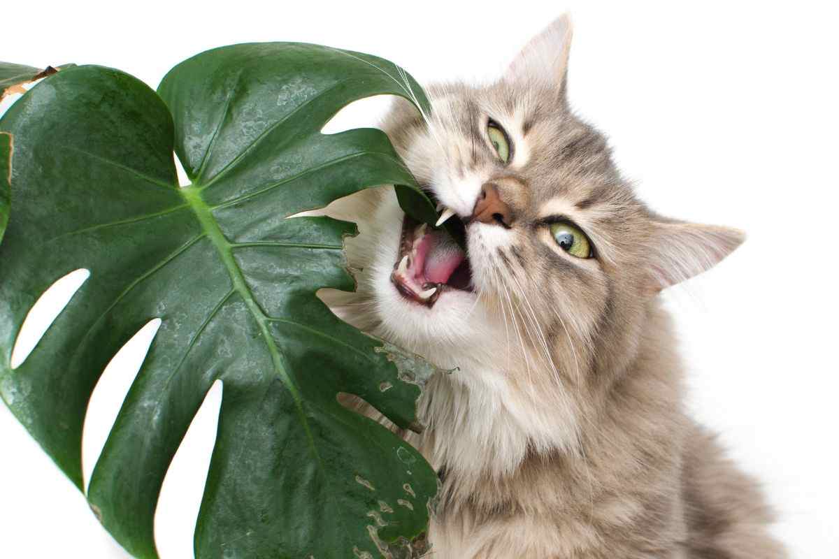 piante tossiche animali cani gatti