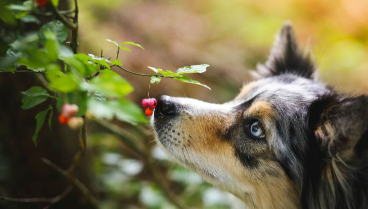 piante tossiche animali cani gatti