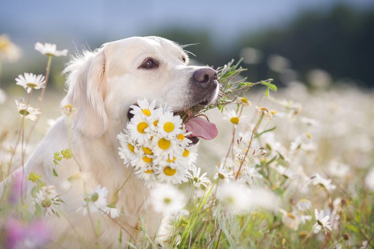 Trekking in montagna con il cane: le piante tossiche