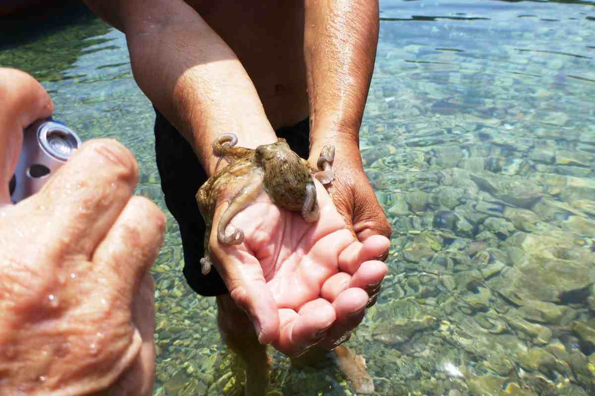 polpo cucciolo da adottare