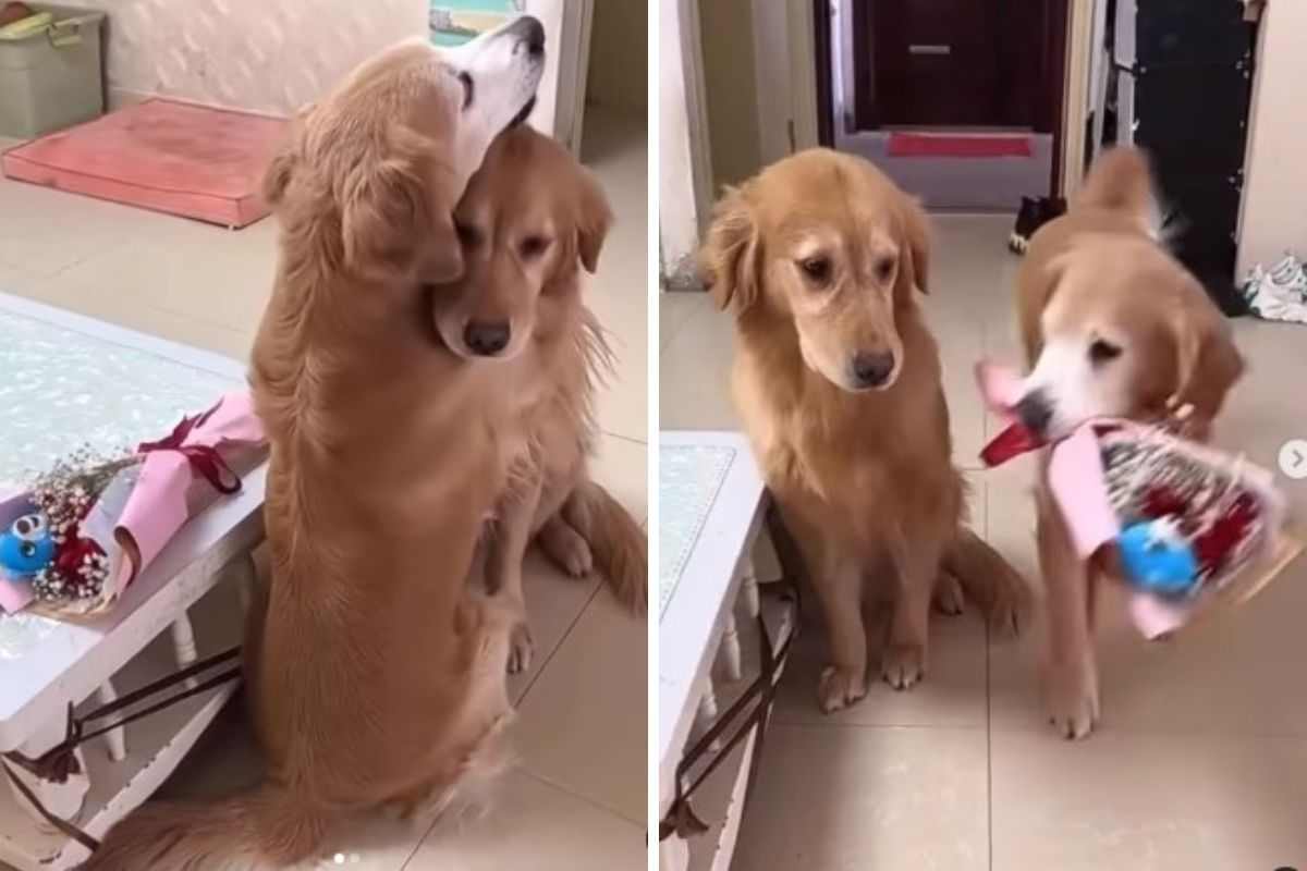 dichiarazione d'amore del cane alla sua lei video