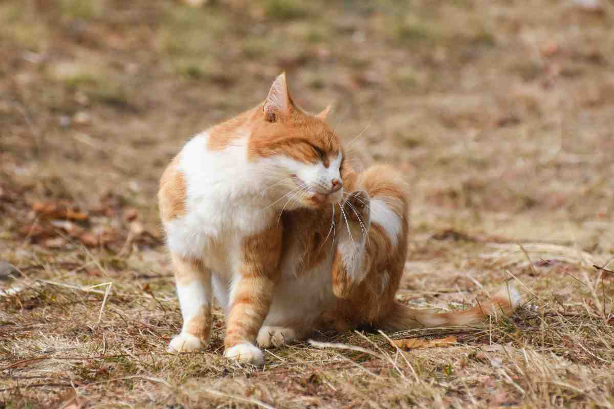 cani gatti pulci tecnica fazzoletto