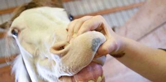 Pulizia denti cavallo