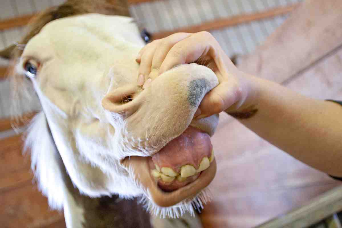 Pulizia denti cavallo