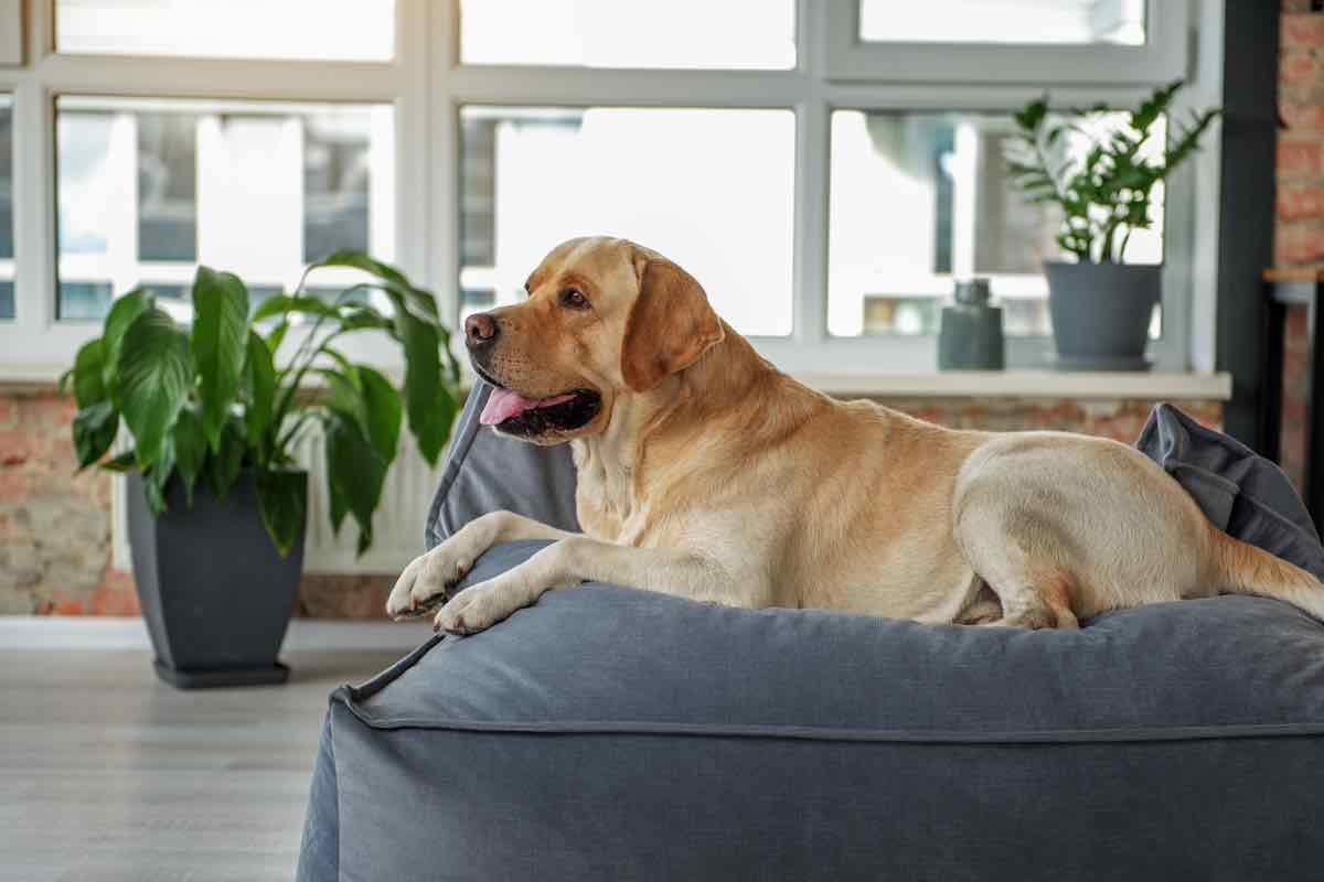 Puzza di cane in casa: come eliminarla