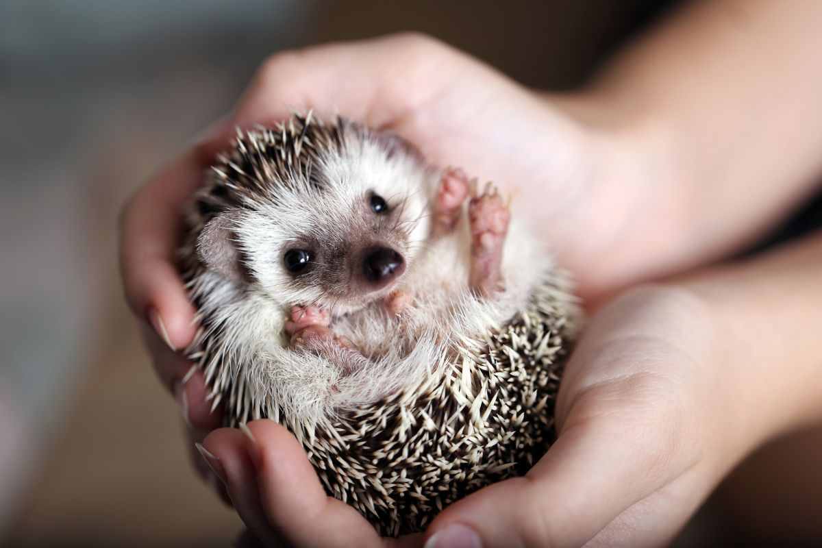 Riccio africano cosa mangia dove vive cosa sapere