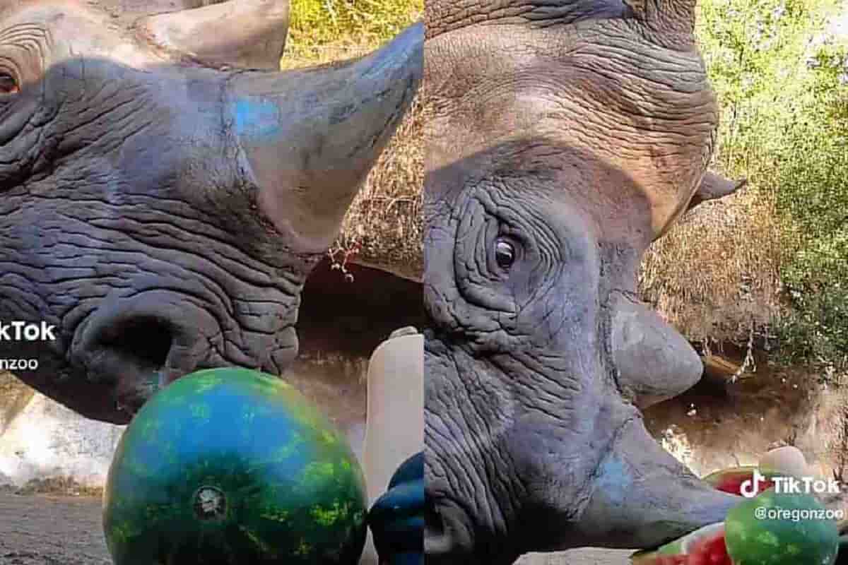 rinoceronte apre anguria video