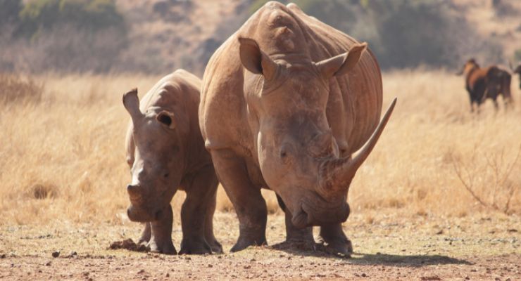 rinoceronte apre anguria video