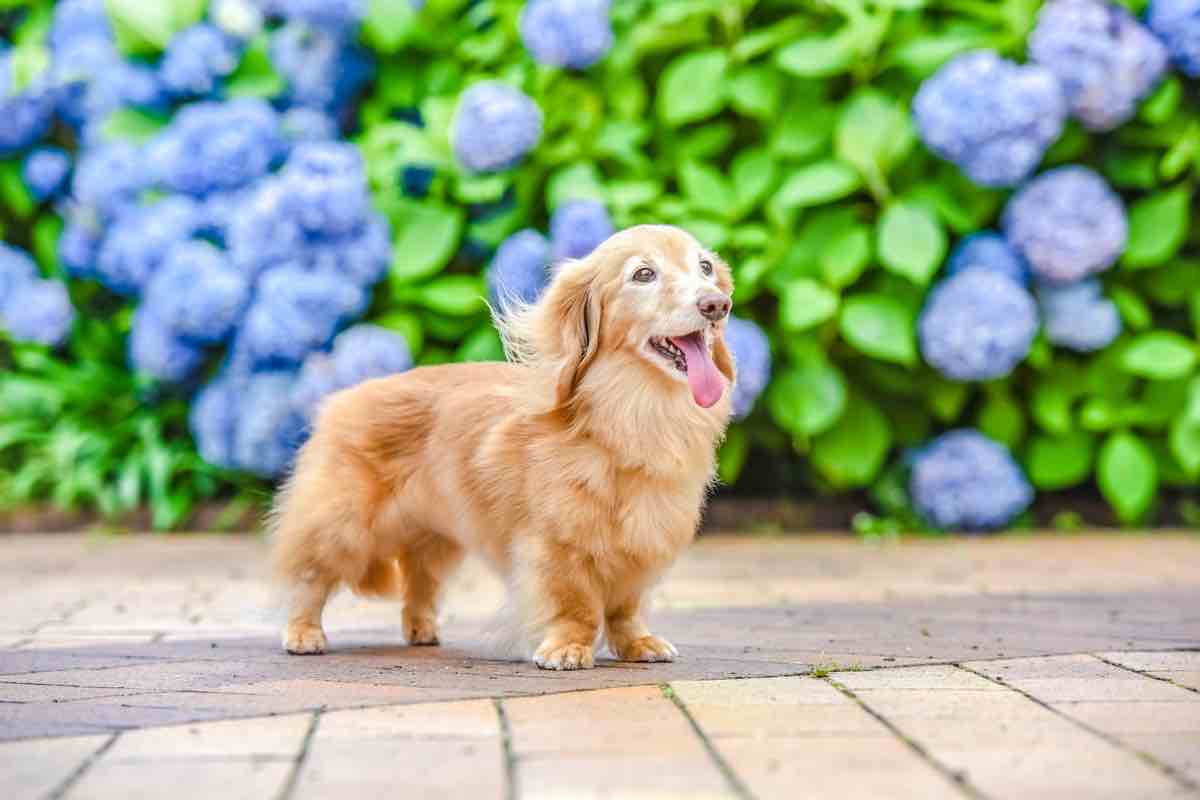 Cani: i rischi di agosto CALDO