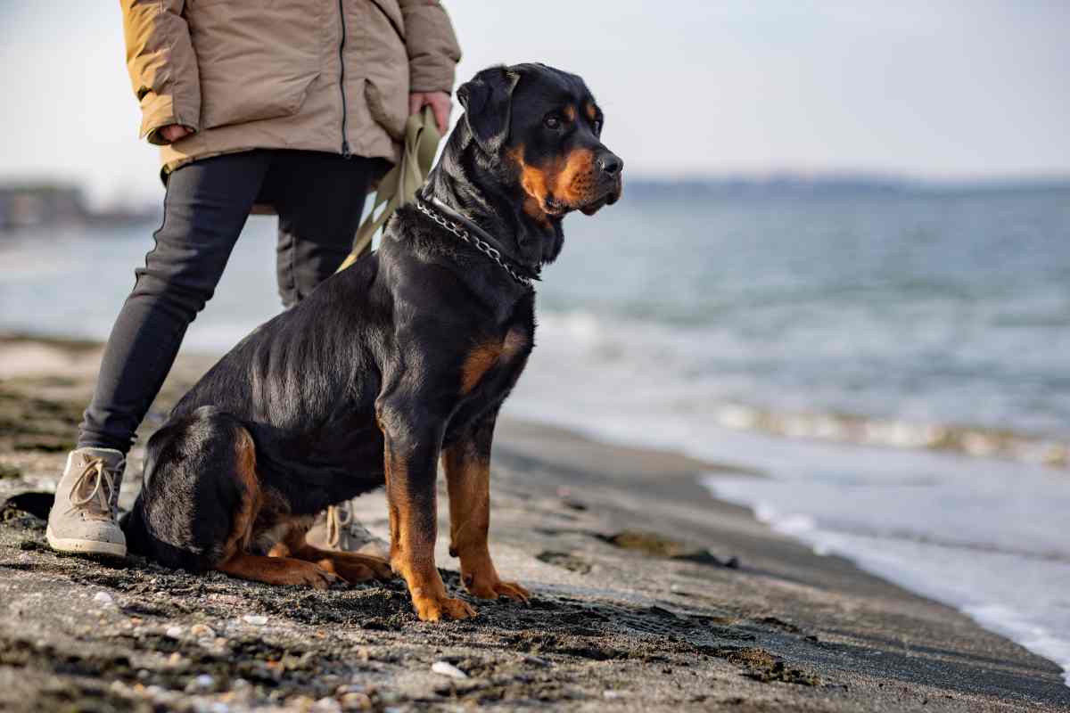 Cosa sapere sui rottweiler