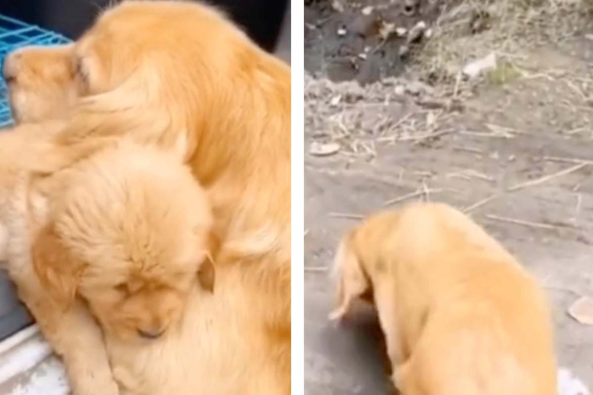 L'addio tra mamma cane e il suo cucciolo