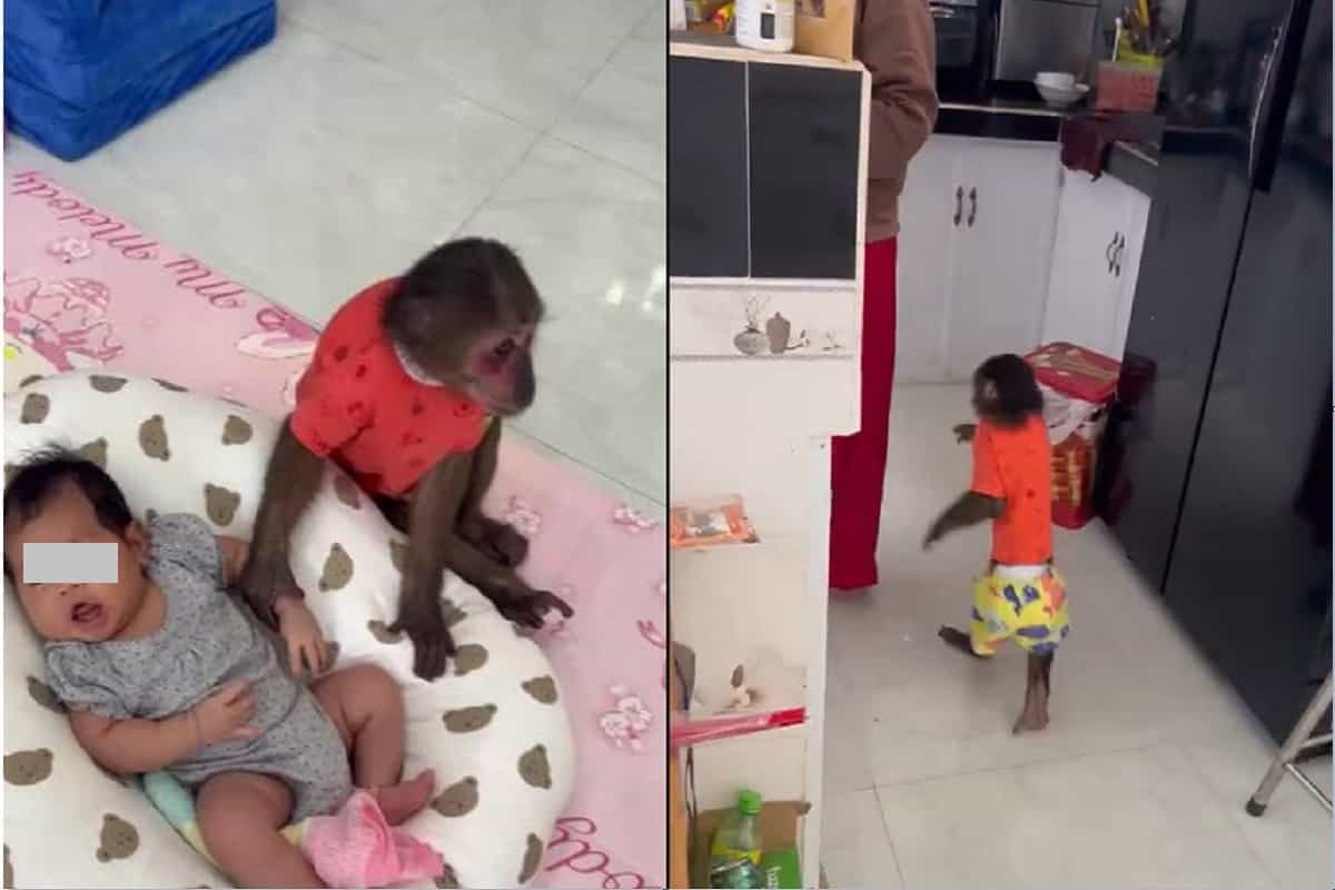 scimmia babysitter video