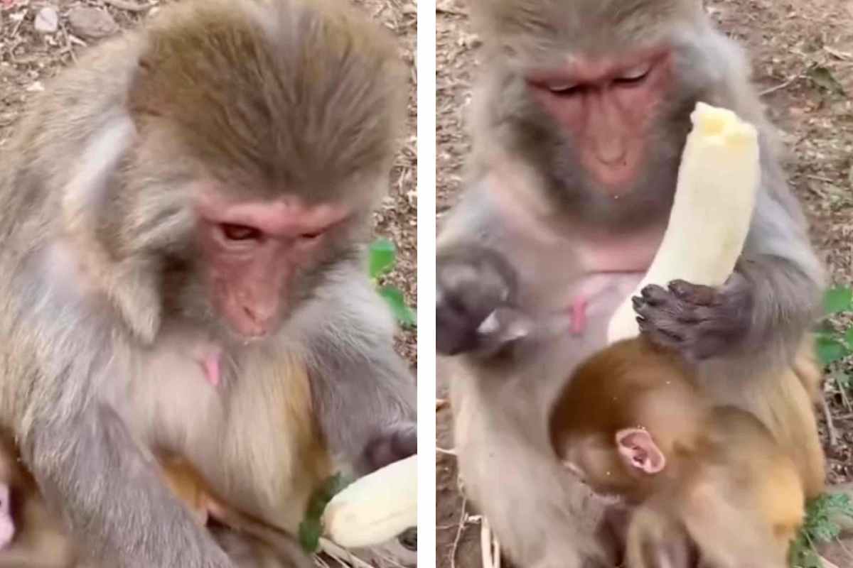 mamma scimmia banana video
