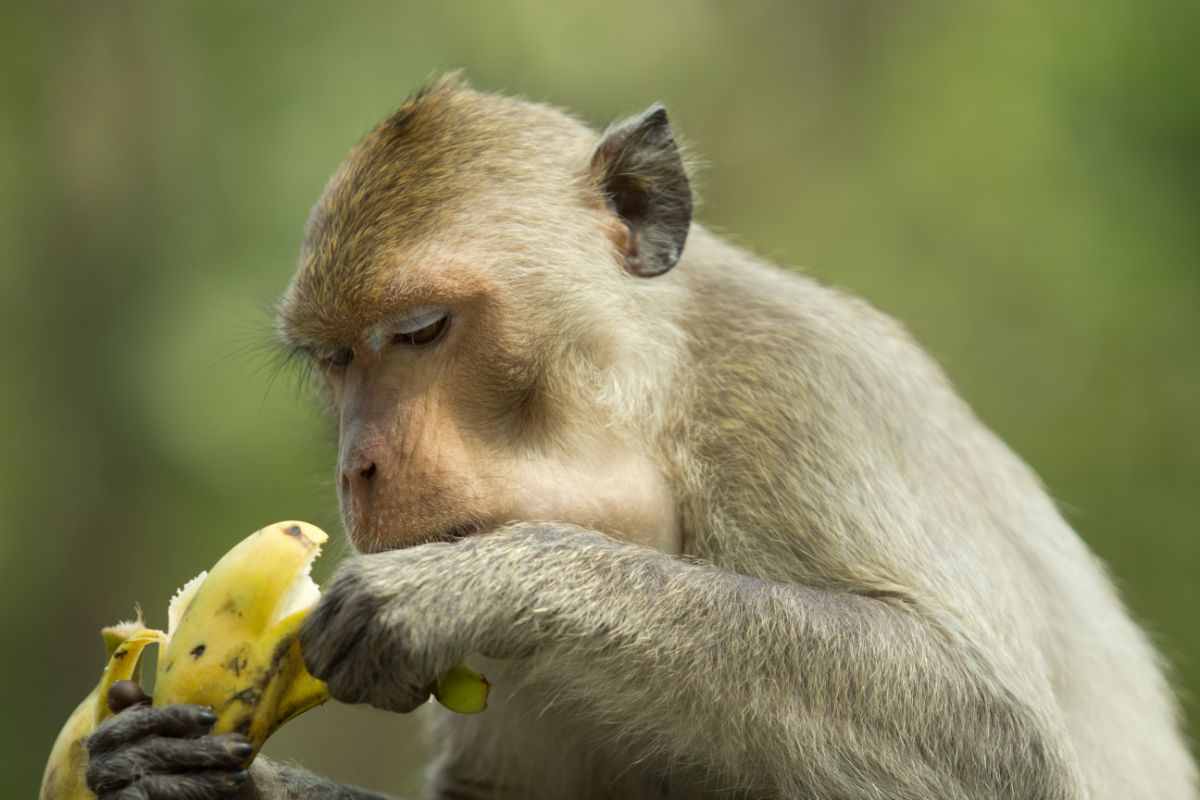 mamma scimmia banana video