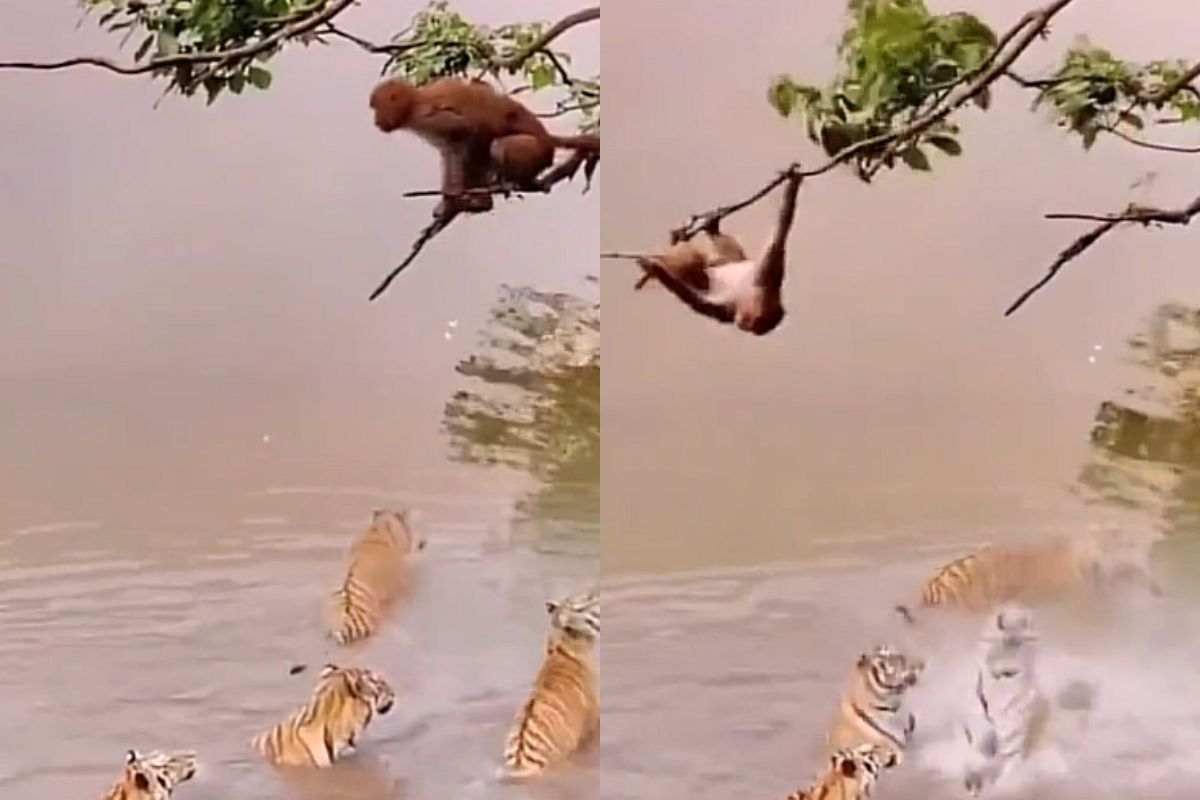 tigre scimmia scherzo video