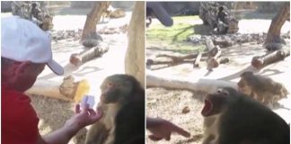 scimmia turista zoo video divertente instagram