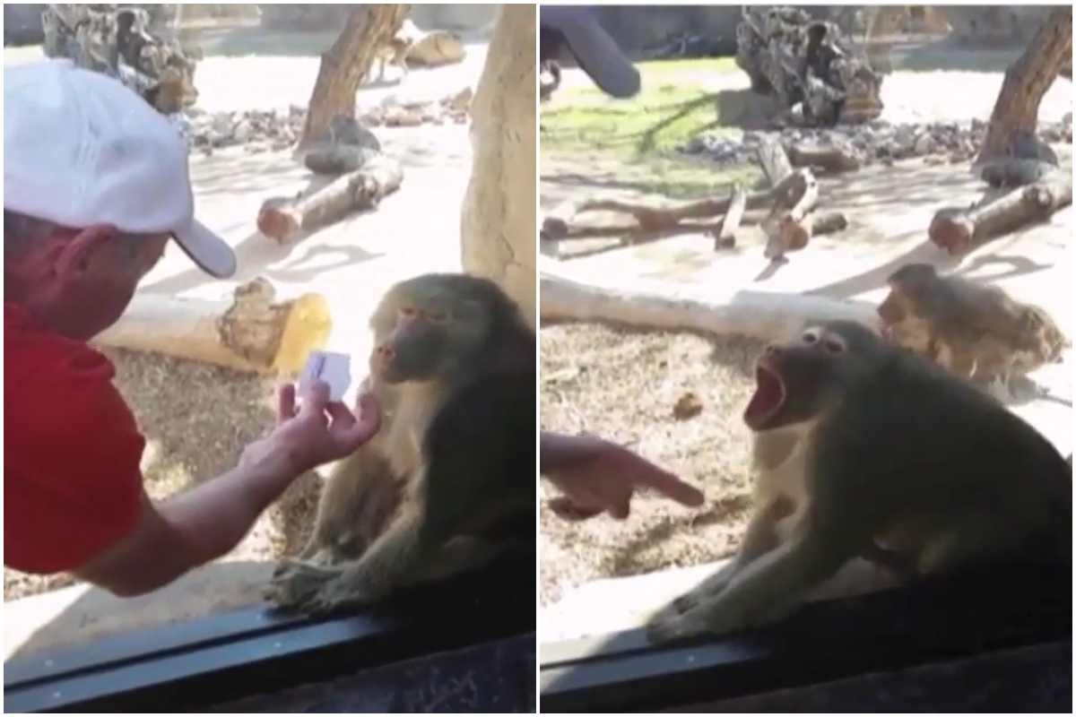 scimmia turista zoo video divertente instagram