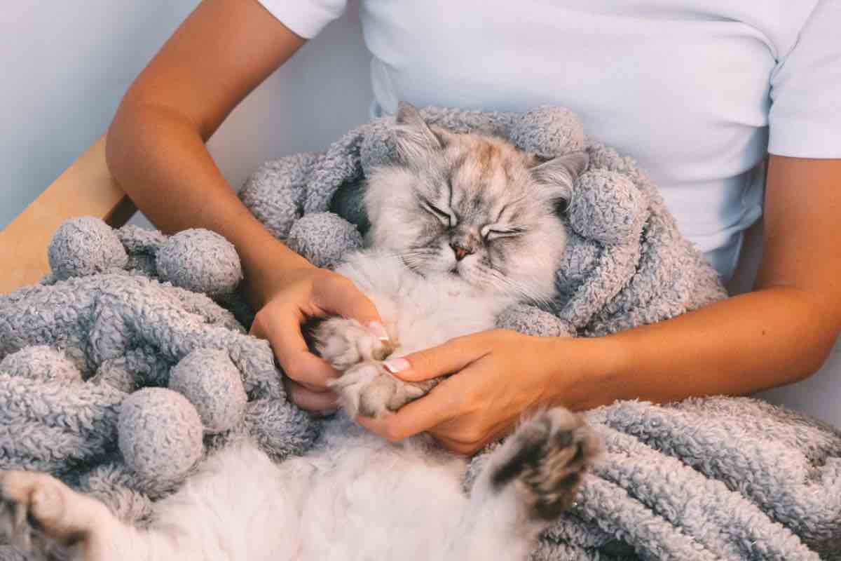 Come capire se il tuo gatto ti vuole bene: 5 segnali inconfondibili  --- (Fonte immagine: https://www.velvetpets.it/wp-content/uploads/2023/08/segnali-che-il-gatto-vuole-bene-22082023-velvetpets.it_.jpeg)